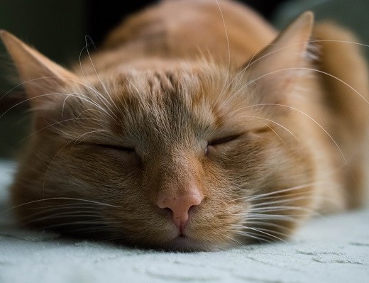 Chat endormi parterre