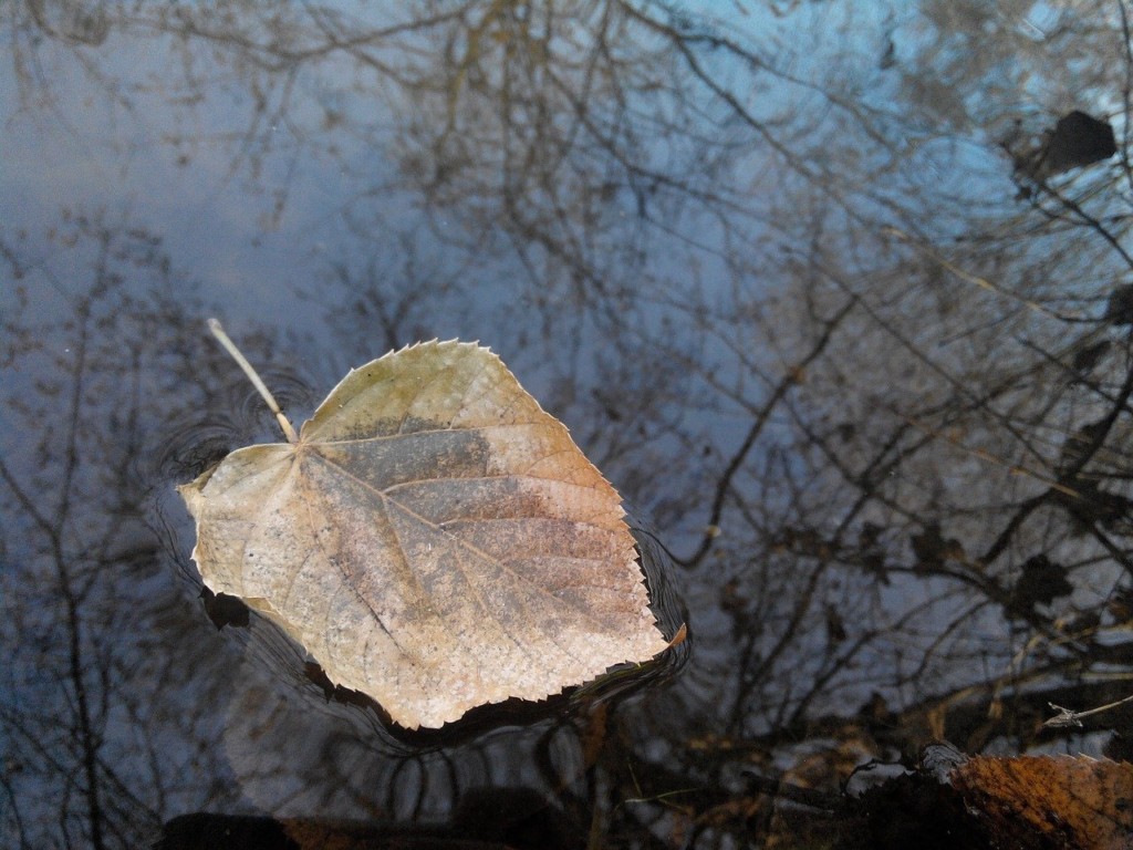 feuille sur l'eau