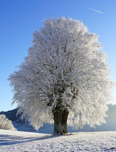 Arbre couver de neige en hiver