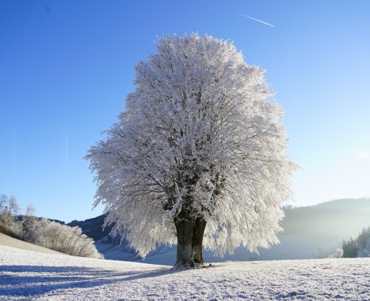 Arbre couver de neige en hiver