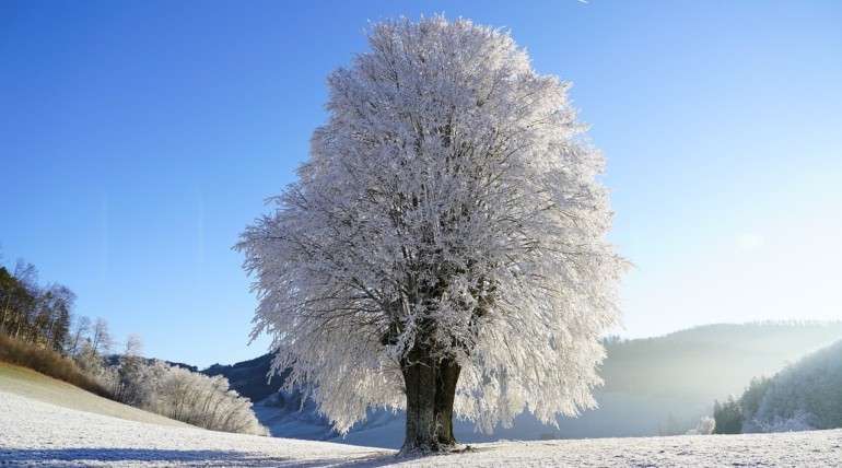 Arbre couver de neige en hiver
