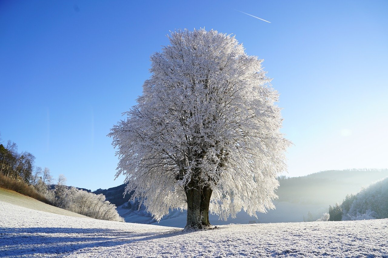 Arbre couver de neige en hiver